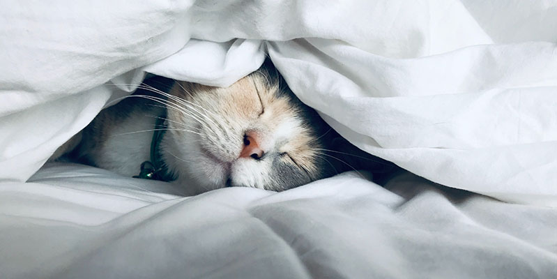Mit diesen Tipps schläfst Du wieder so tief wie eine Katze