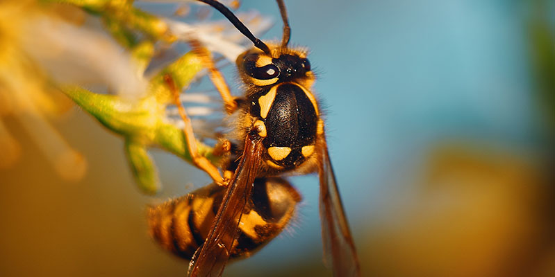 Wespen sind geschützt, trotzdem kannst Du sie mit Hausmitteln, wie Basilikumpflanzen, Kaffeepulver oder Tomatenpflanzen von Deinem Essen fernhalten