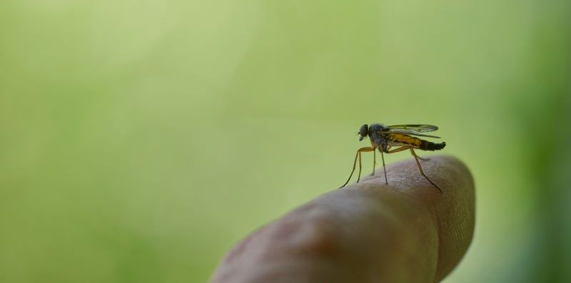 Hilfe, es juckt: Hausmittel mit Wärme oder Zitronensaft helfen gegen Mückenstiche